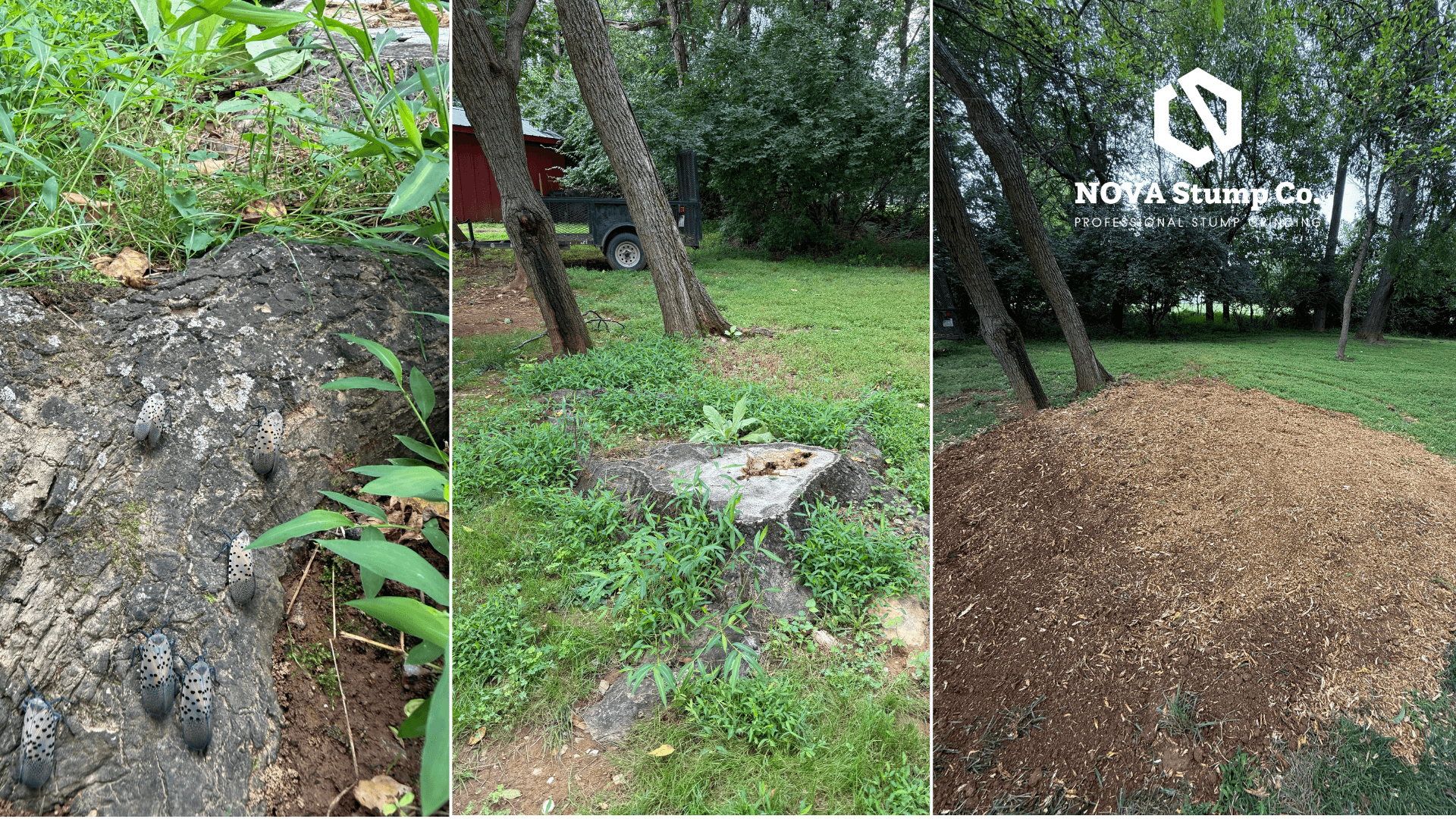 Spotted Lanternflies & Tree-of-Heaven: What Northern Virginia Homeowners Should Know