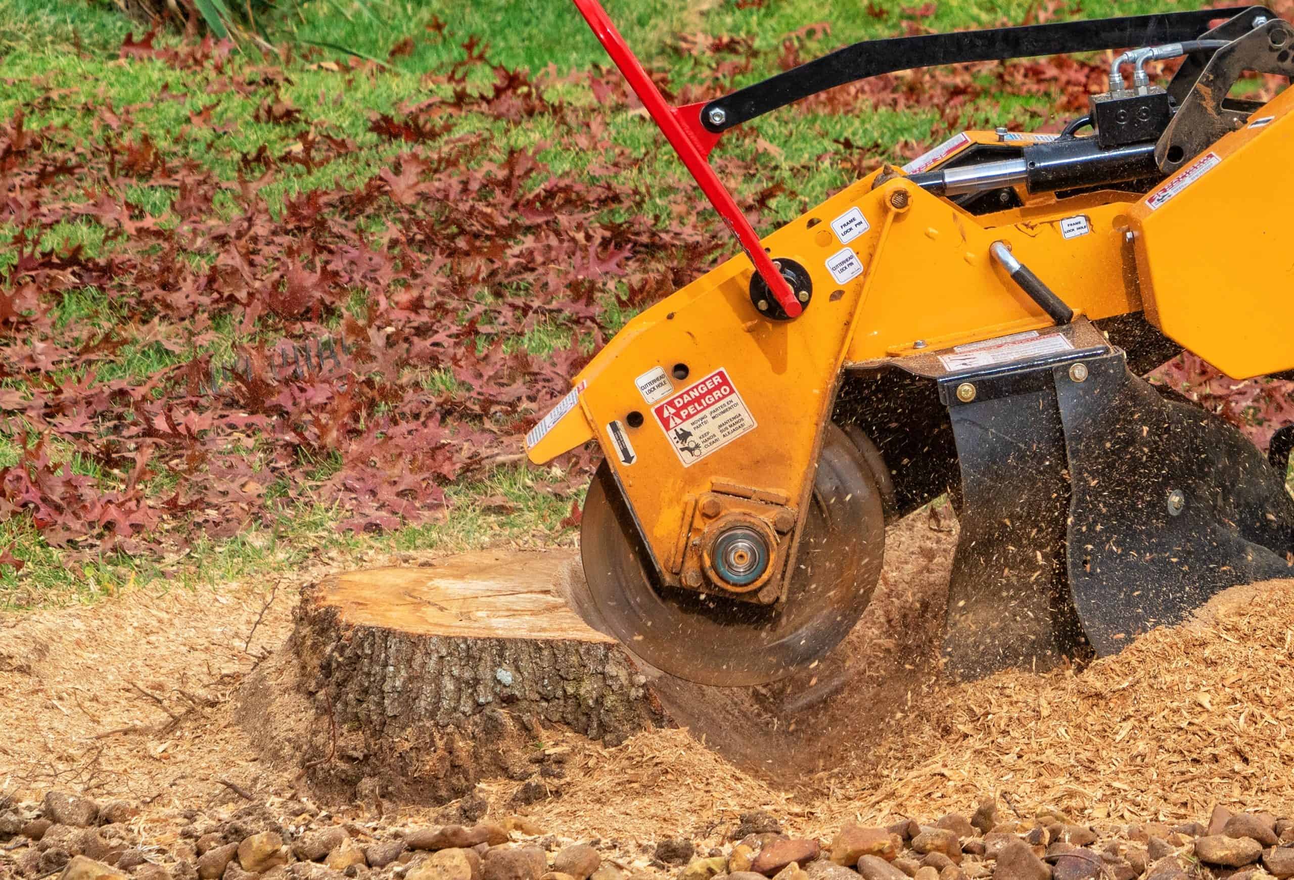 DIY Stump Grinding vs. Hiring a Professional in Northern Virginia