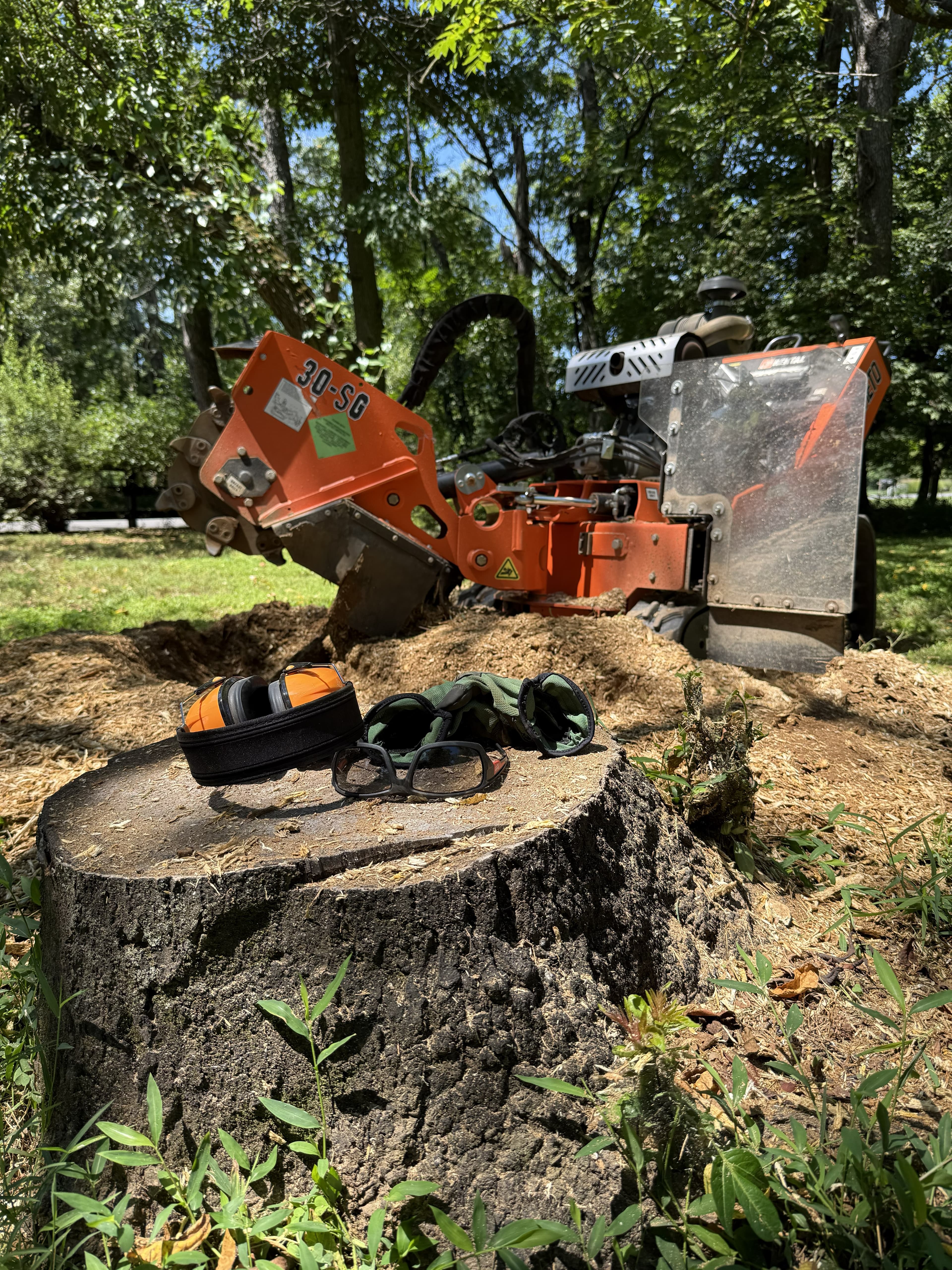 Orange stump grinder machine positioned behind a tree stump topped with protective safety equipment.