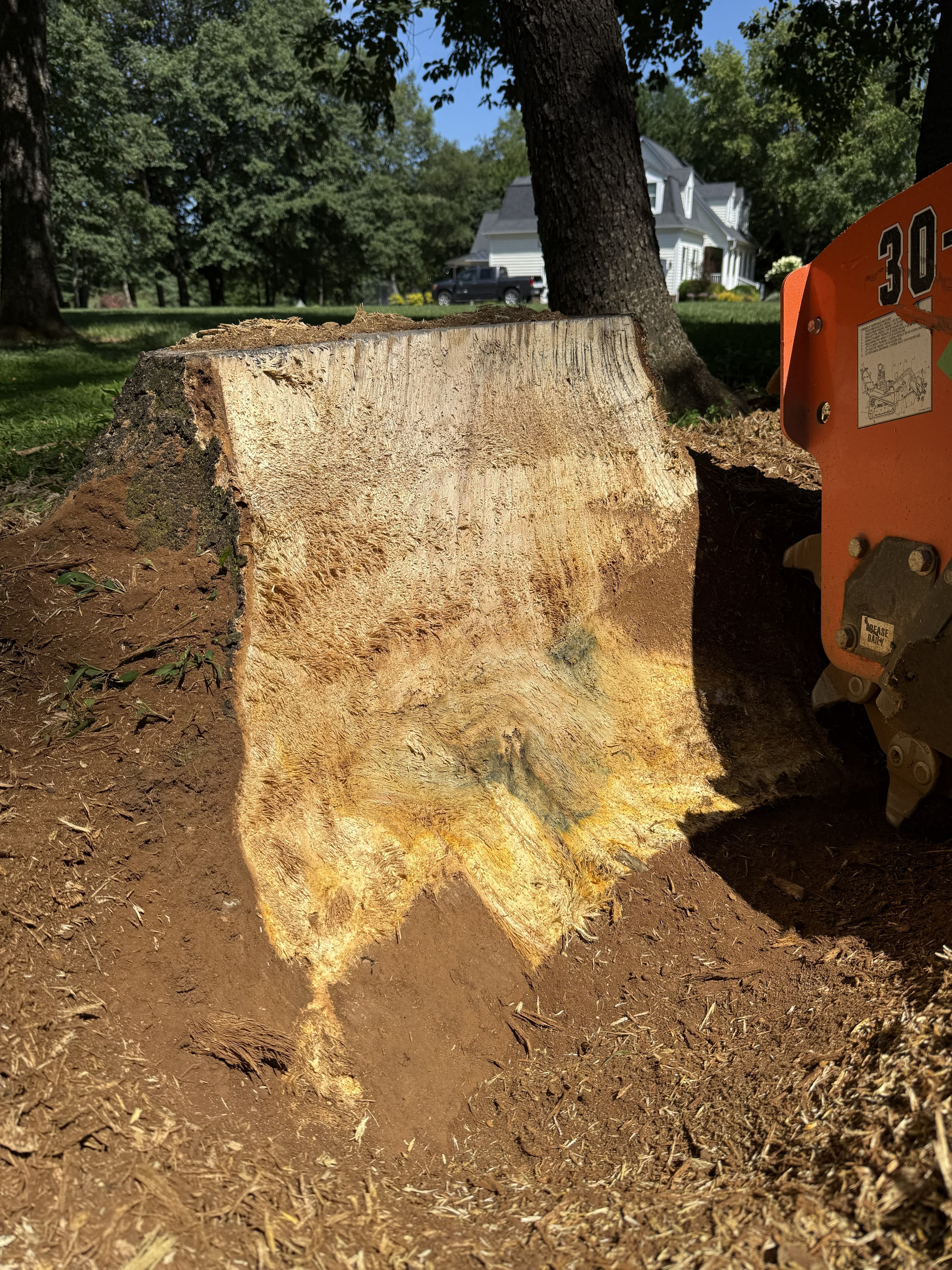 Orange stump grinder machine removing a large, weathered tree stump in a residential yard.