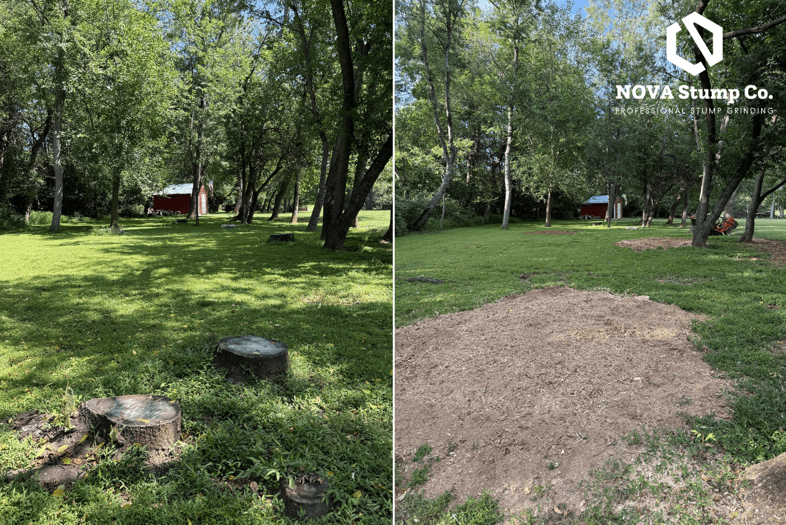 Before and after comparison of tree stumps in a yard ground into wood chips.